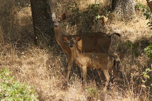 iNaturalist observation photo of Mule Deer