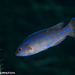 Blacktailed Wrasse - Photo (c) Tim Cameron, all rights reserved, uploaded by Tim Cameron