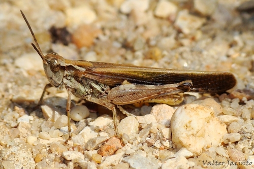 Puissant's Green-winged Grasshopper