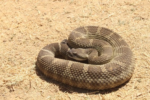 iNaturalist observation photo of Northern Pacific Rattlesnake