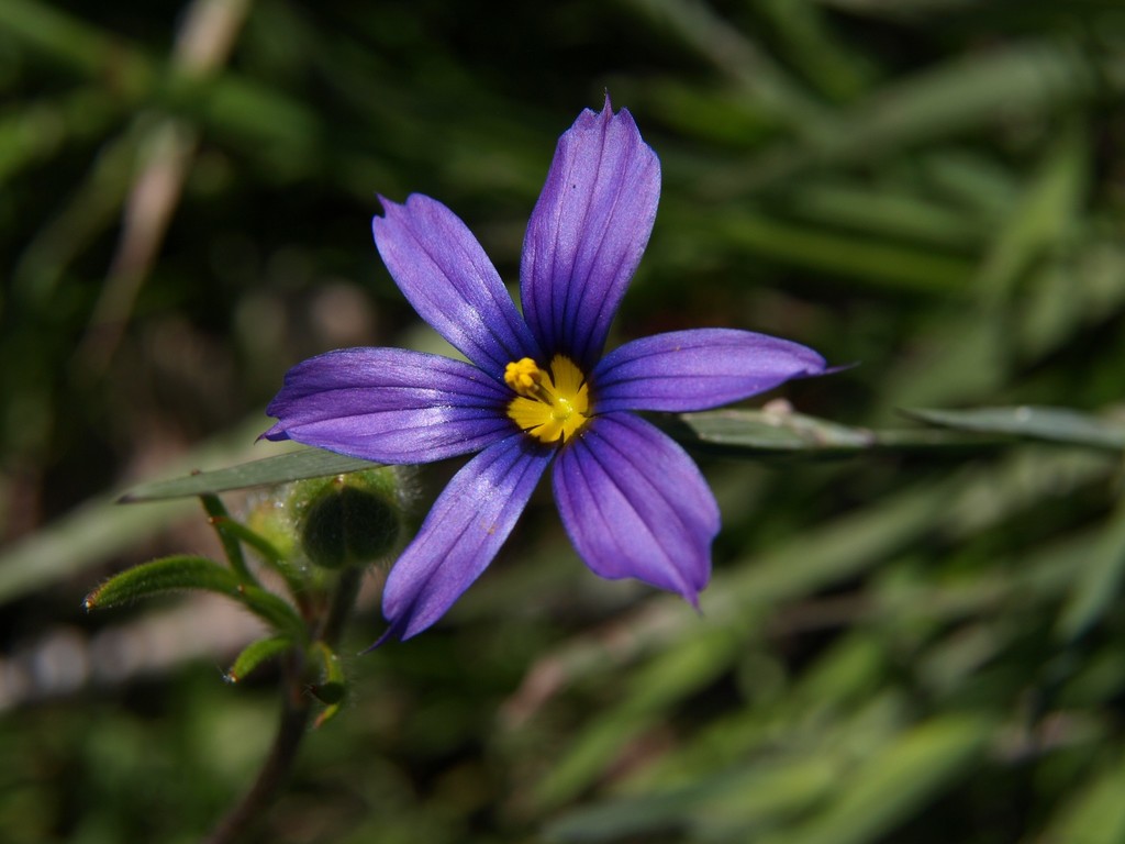 western blueeyed grass from Monterey County, CA, USA on March 12, 2009