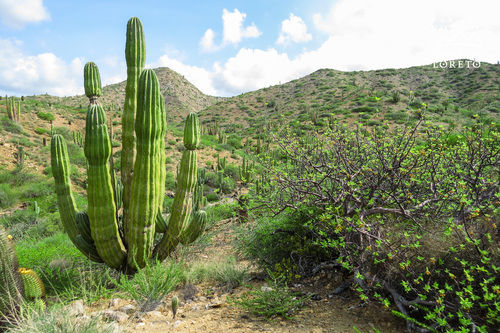 Mexican Giant Cactus