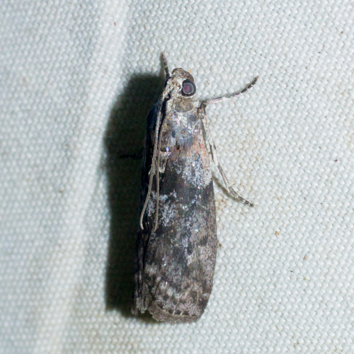 Locust Leafroller Moth (Sciota subcaesiella) · iNaturalist