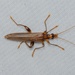 Oedemera femoralis - Photo (c) Linné's Nightmare, all rights reserved, uploaded by Linné's Nightmare