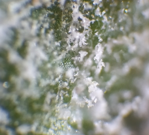apple powdery mildew