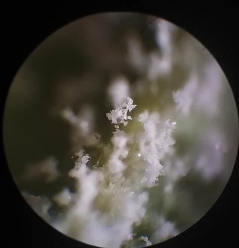 apple powdery mildew