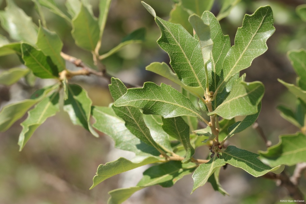 bastard oak from Edwards County, TX, USA on May 07, 2022 at 1044 AM by
