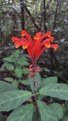Scutellaria costaricana image