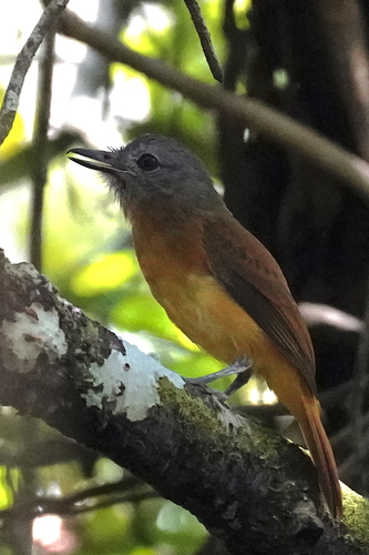 Citron-bellied Attila