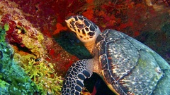 Hawksbill turtle
