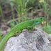 Medium Lizard - Photo (c) artem, all rights reserved, uploaded by artem