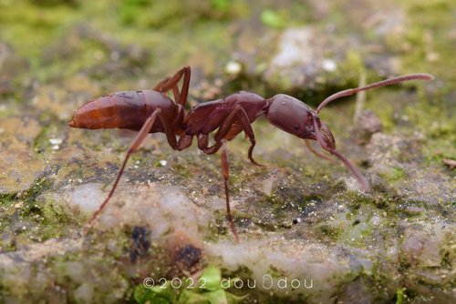 拟黑中猛蚁Mesoponera melanaria