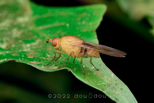 Genus Melinomyia · iNaturalist