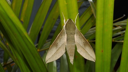 Tibetia