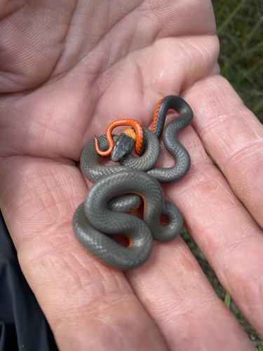 iNaturalist observation photo of Ring-necked Snake