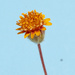 San Gabriel Mountains Sunflower - Photo (c) Matt Smith, all rights reserved, uploaded by Matt Smith