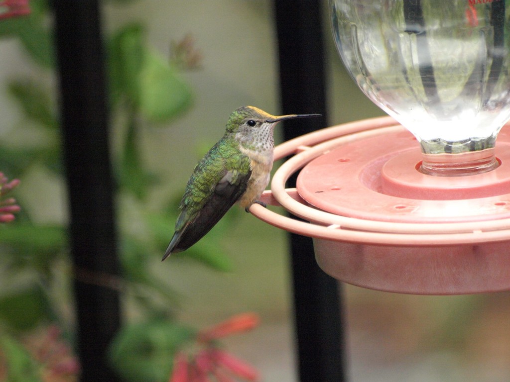 Broad-tailed Hummingbird From Sierra Vista Southeast, Az, Usa On April 