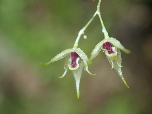 Andreettaea zephyrina
