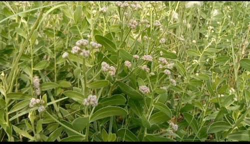 Rasna (Pluchea lanceolata)