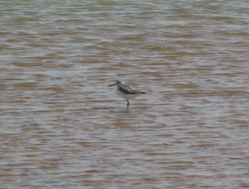 Common Greenshank