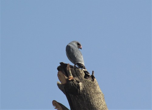 Lizard Buzzard