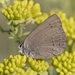 Western Sooty Hairstreak - Photo (c) rob_santry, all rights reserved