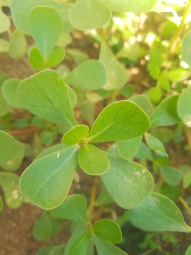 Common Purslane