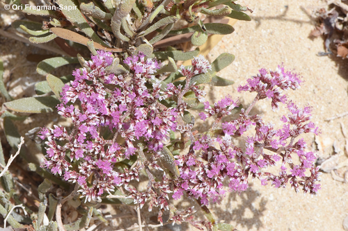 Limonium axillare