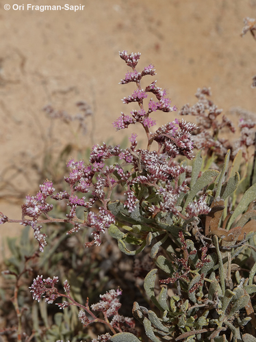 Limonium axillare