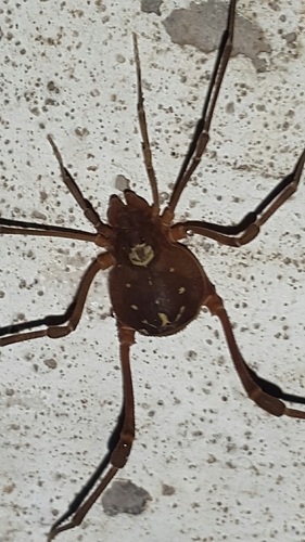 Paravonones quadratus