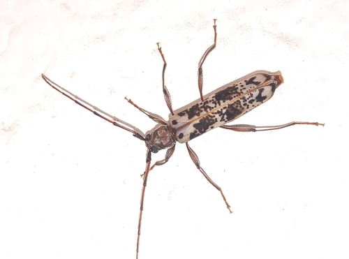 Xystrocera ansorgei