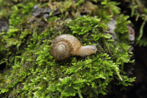 California Lancetooth Snail | Native Nature
