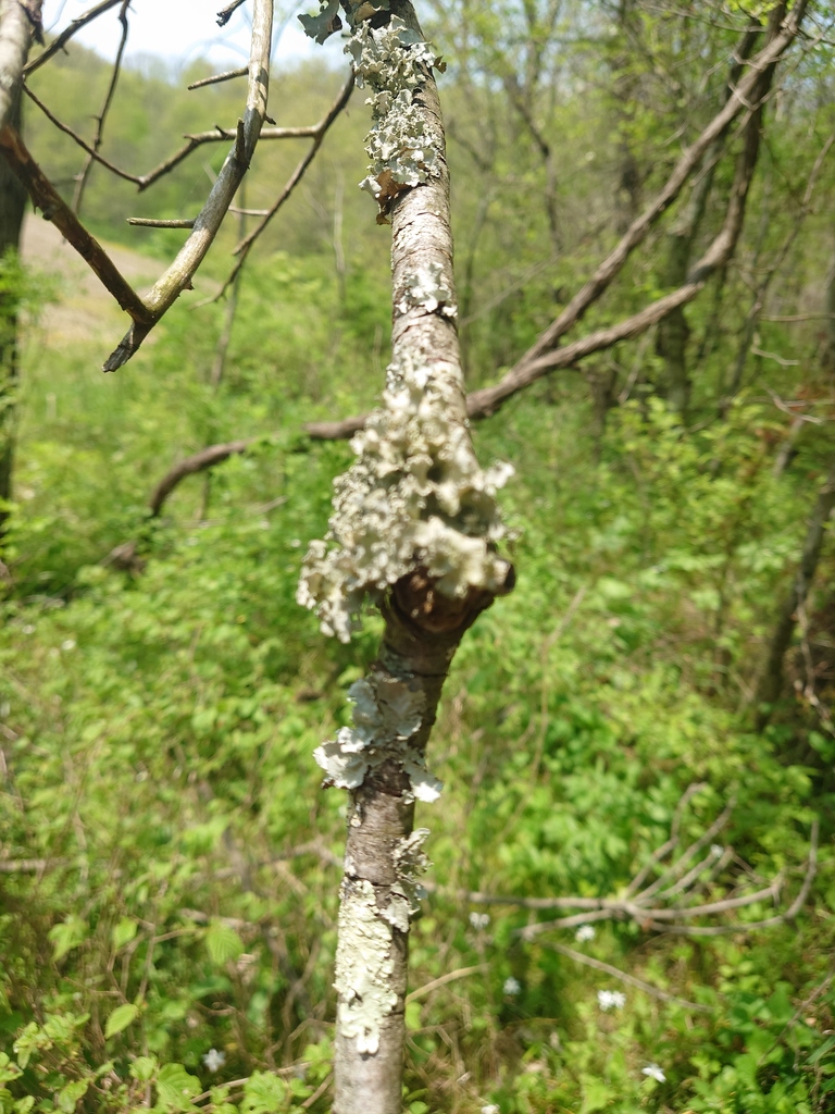 powdered ruffle lichen in May 2022 by MaLisa Spring ?? iNaturalist
