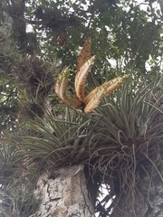 Tillandsia fasciculata image