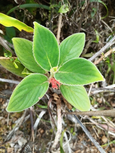 Oerstedina suffrutescens