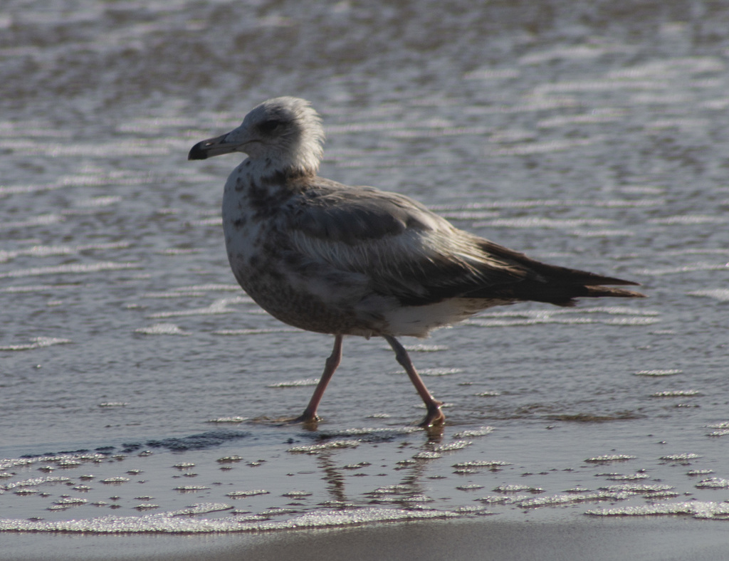 California Gull from Marin County, CA, USA on June 14, 2018 at 06:02 PM ...