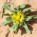 Centaurea involucrata - Photo (c) djilali_tahri, all rights reserved, uploaded by djilali_tahri