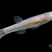 Southern Cavefish - Photo (c) Matthew L. Niemiller, all rights reserved, uploaded by Matthew L. Niemiller