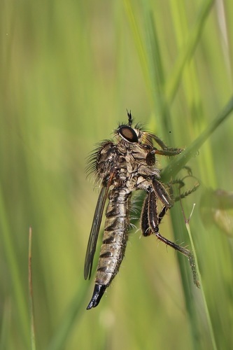 Dysmachus hiulcus