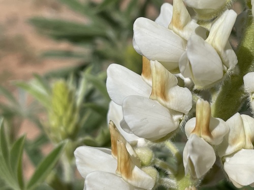bearded lupine (Lupinus barbiger)