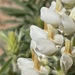 Lupinus barbiger - Photo (c) Steve McKee, todos los derechos reservados, subido por Steve McKee