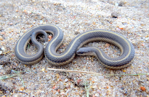 Lined Snake
