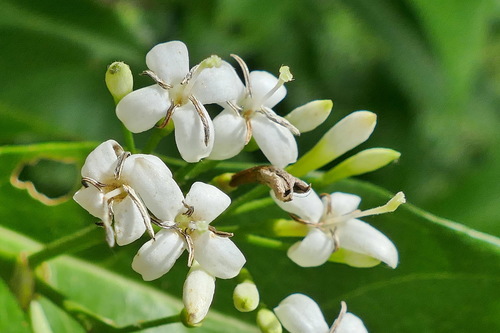 Pavetta opulina
