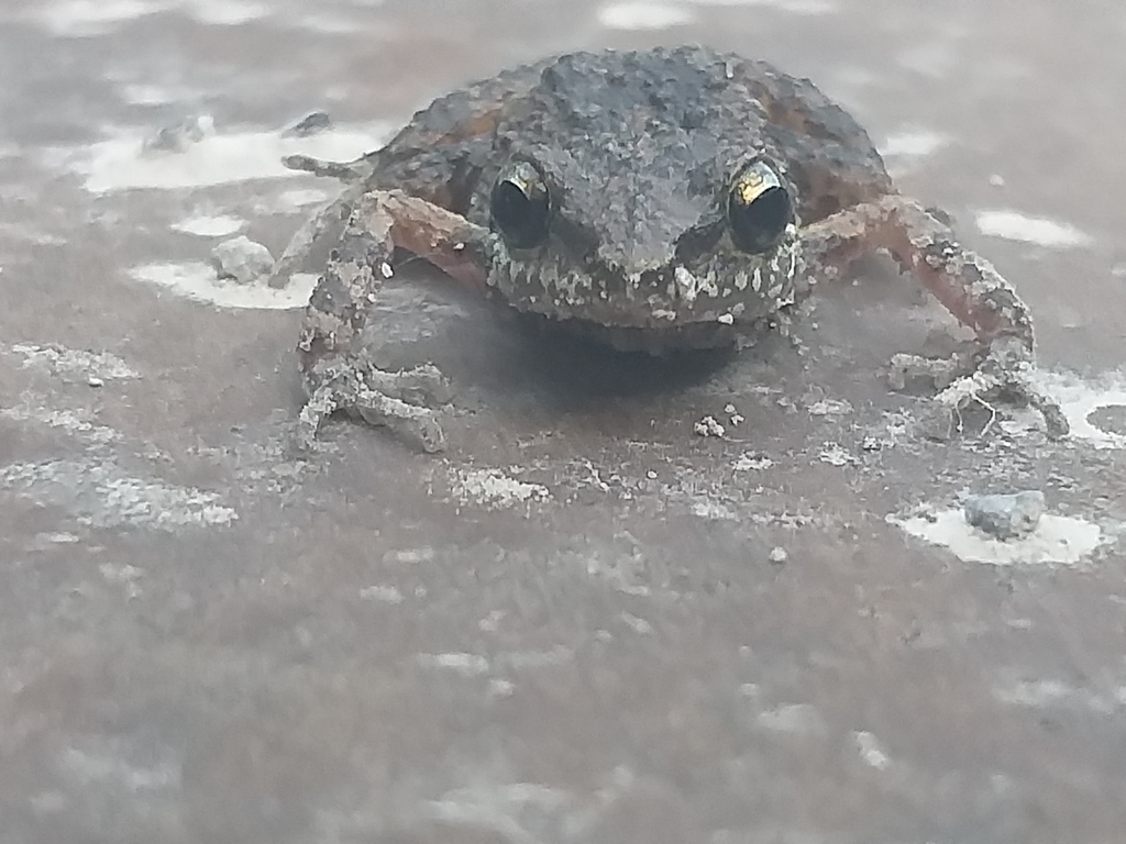 Peters' Shiny Peeping Frog in May 2022 by Liz Dávalos. ~5cm body length ...