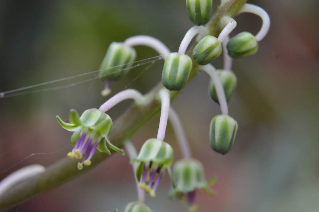 Ledebouria socialis