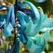 Jade Vine - Photo (c) VELASCO CUENTAS LUCIANA ERICKA, all rights reserved, uploaded by VELASCO CUENTAS LUCIANA ERICKA