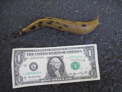 Button's Banana Slug
