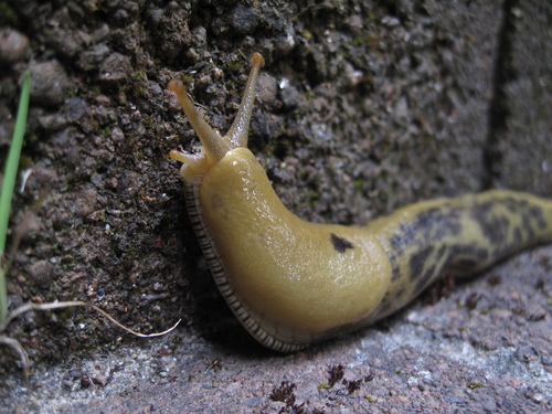 Button's Banana Slug