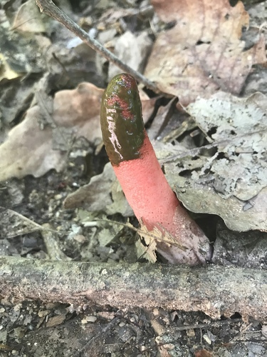 devil's dipstick