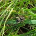 photo of Wolf Spiders (Lycosidae)